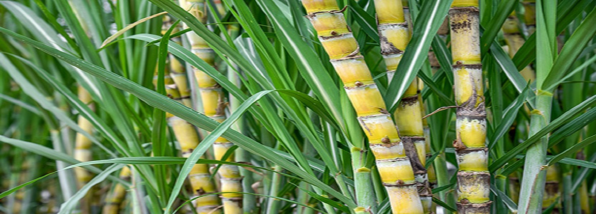 Ethanol from sugarcane molasses for pharmaceutical industry