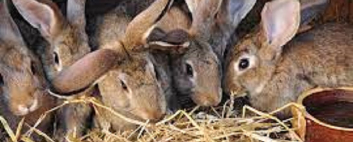 Efficient animal feeder system for rabbit production and poultry farms